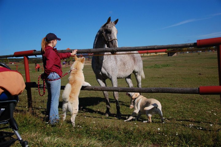 Farma Bolka Polívky - výstava Pyrenejských psů 002